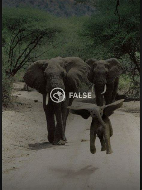 Is This a Jumping Baby Elephant? | Snopes.com