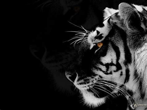 Black And White Tigers Wallpapers - Wallpaper Cave