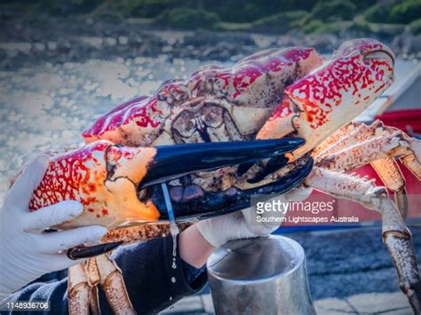 16 Tasmanian Giant Crab Stock Photos, High-Res Pictures, and Images ...