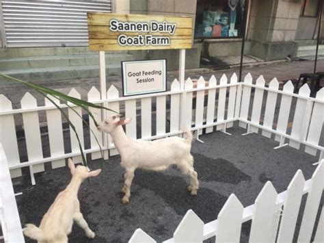 Saanen Dairy Goat Farm