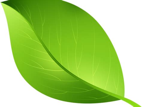 Leaf Clip art - Spring Leaf Transparent PNG Clip Art Image png download - 8000*6048 - Free ...