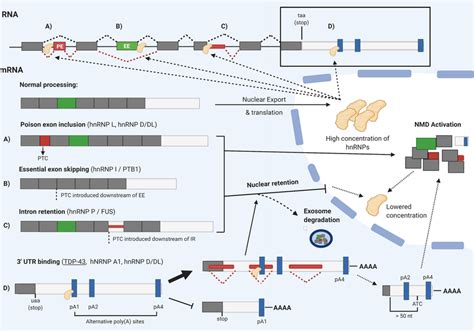 HnRNP autoregulation mechanisms. HnRNPs autoregulate their expression... | Download Scientific ...