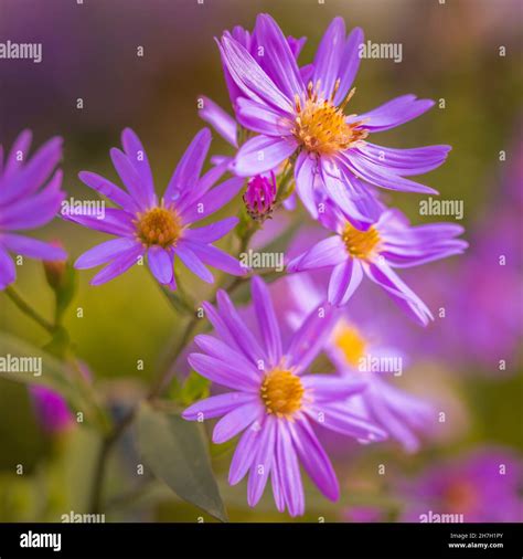 Autumn aster flowers Stock Photo - Alamy