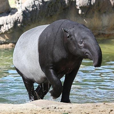 Malayan Tapir - Denver Zoo