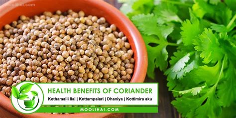 Health Benefits & Medicinal Uses of Coriander (Cilantro) - Moolihai.com