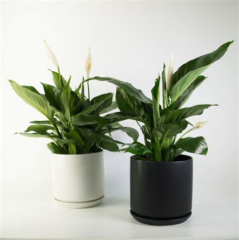 Popular Peace Lily in a Ceramic Pot | Air Purifier - plantandpot.nz