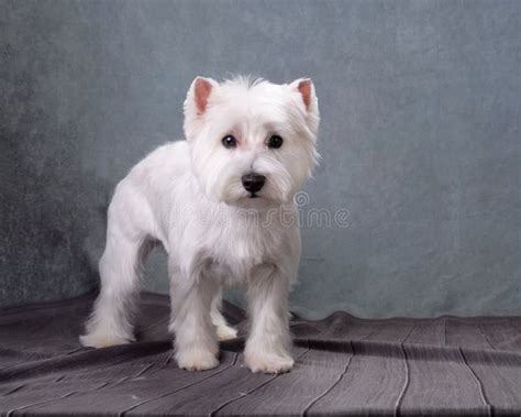 Charming West Highland White Terrier after Grooming Stock Image - Image ...