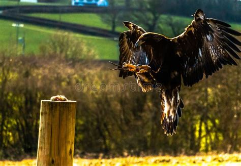 Golden Eagle Swooping for Its Prey Stock Photo - Image of autumn ...