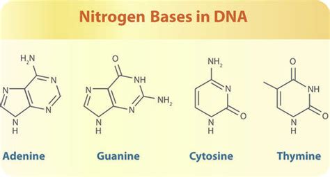 Chargaff's Base-Pairing Rules - Advanced | CK-12 Foundation