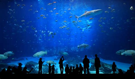 New England Aquarium | New england aquarium, Rafting tour, Aquarium