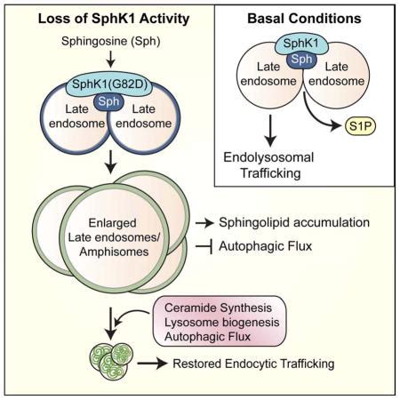 Sphingosine Kinase 1 Cooperates with Autophagy to Maintain Endocytic ...