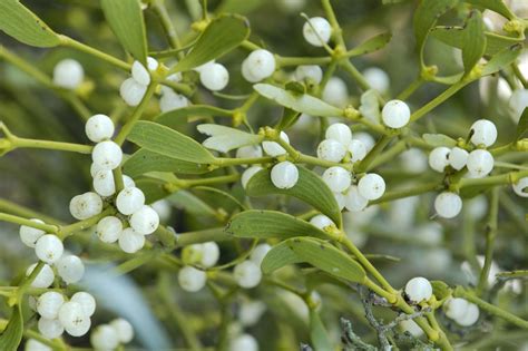 Mistletoe is a Holiday Tradition and Invasive Plant | HGTV