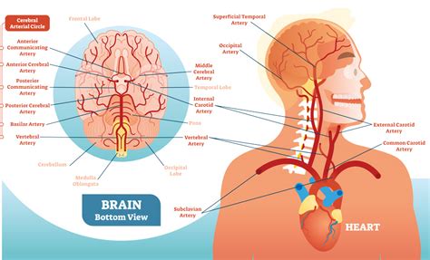 A blow to the head impairs the autoregulation of brain blood flow