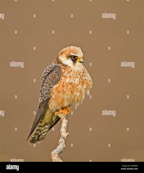 Female Red-footed Falcon perched facing right Stock Photo - Alamy