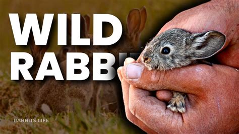 7 Wild Rabbit Breeds You've Never Seen Before! - YouTube