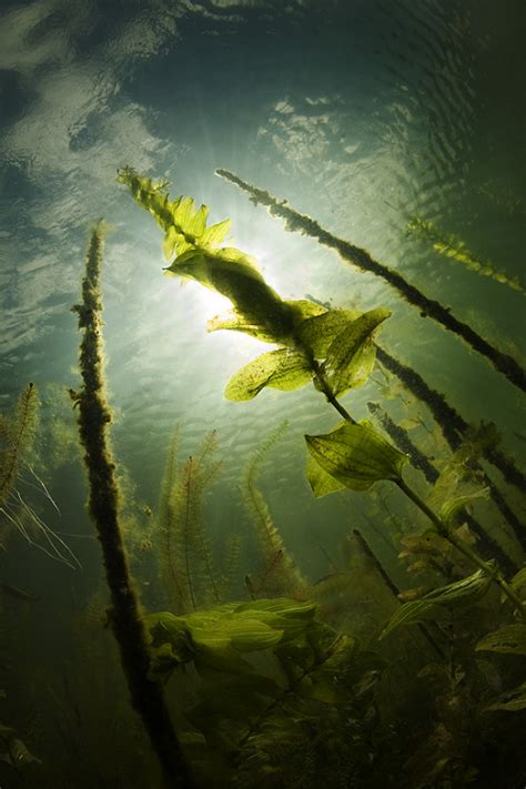 Skyscrapers of the Ocean | Andrew Narchuk | Underwater photography, Underwater plants, Underwater