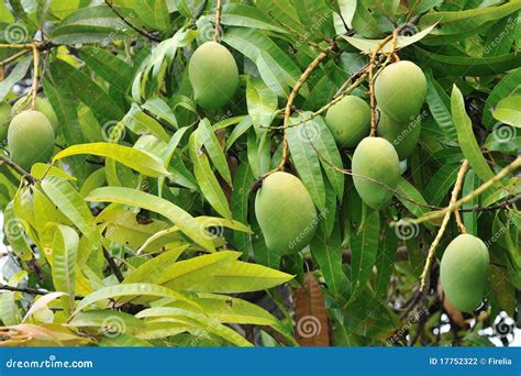 Mango Tree Stock Photography - Image: 17752322