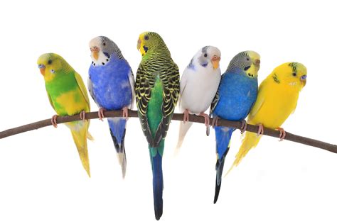 Pet Birds