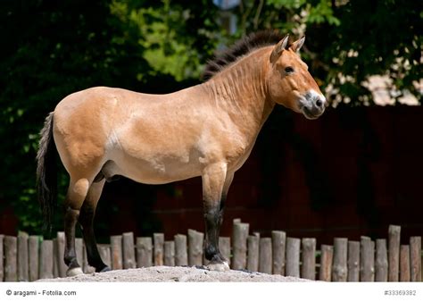 Pferderassen - die Entstehung vom Urpferd bis heute | Haustiermagazin