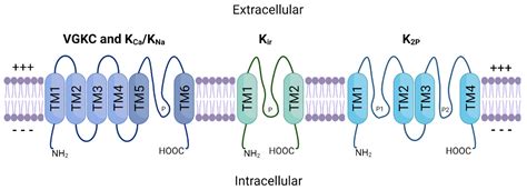 Cancers | Free Full-Text | Potassium Ion Channels in Malignant Central ...