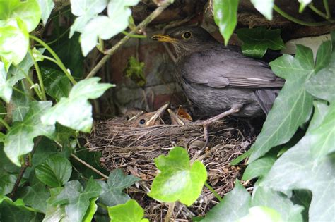 Blackbird Young Nest - Free photo on Pixabay