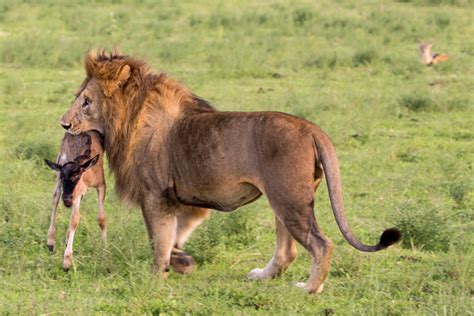 A lion and his pet wildebeest - Africa Geographic