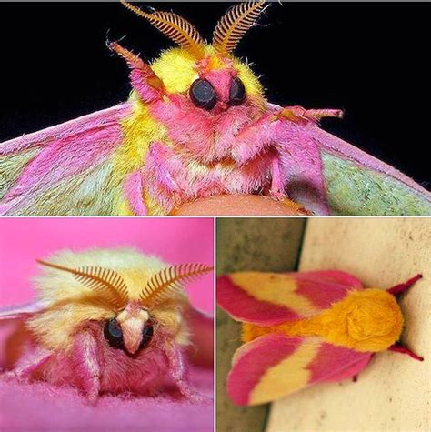 The Nicest Pictures: The Rosy Maple Moth (Dryocampa rubicunda)