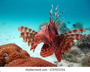 8,585 Red lionfish Images, Stock Photos & Vectors | Shutterstock