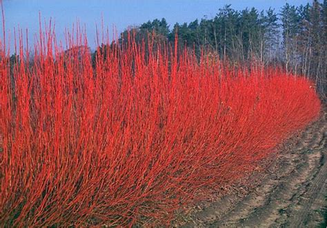 Beechwood Landscape Architecture and Construction: Red Osier Dogwood, Featured Plant of The Day