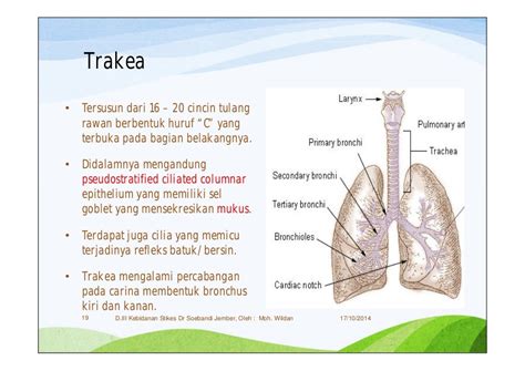 (3) Anatomi & fisiologi sistem pernafasan