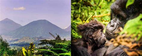 Rwanda Travel Guide For Tourists (Everything To Know) – AfricanMecca Safaris