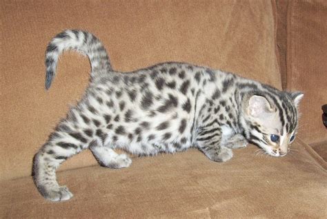 Frosted Bengal Kittens | Bengal kitten, Bengal cat, Cats