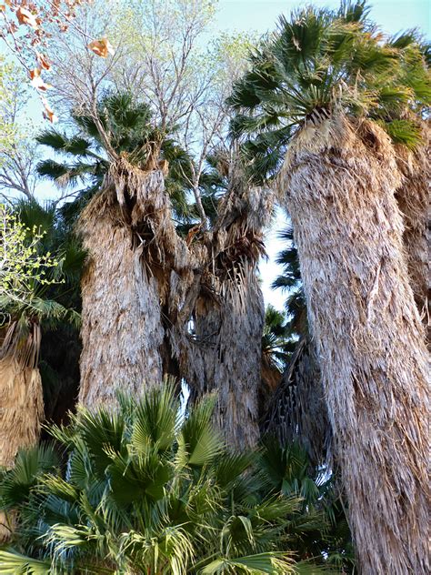 Cottonwood Springs Oasis: Lost Palms Oasis Trail, Joshua Tree National Park, California