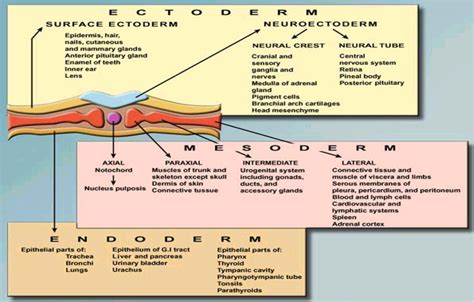 Gastrulation Diagram | Quizlet