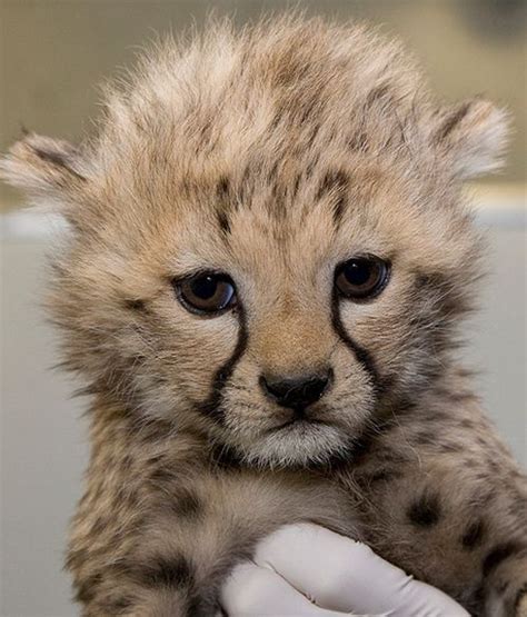 Cheetah Cubs Receive Clean Bill of Health - ZooBorns