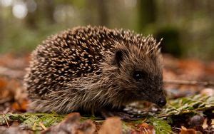 Wallpaper hedgehog, spines, muzzle hd, picture, image