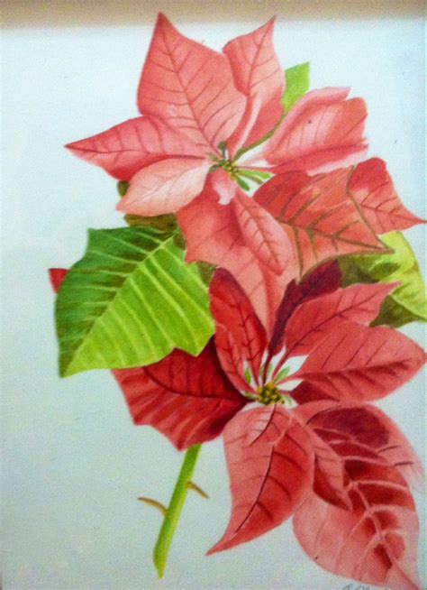 Watercolor Poinsettia Flower at PaintingValley.com | Explore collection ...