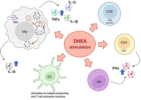 Frontiers | The Immunoregulatory Actions of DHEA in Tuberculosis, A ...