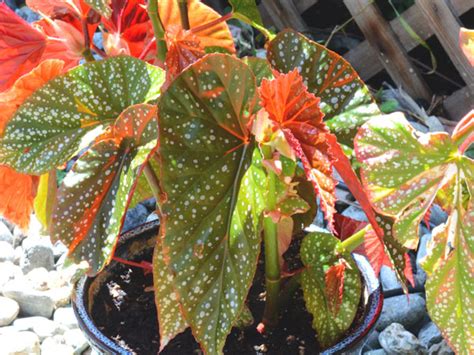 Angel Wing Begonia - Care, Growing, Watering, Flowering, Propagation - Plant Index