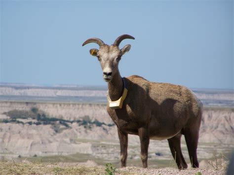 Pronghorn Sheep in Badlands National Park | Wild mustangs, Animals, Badlands national park