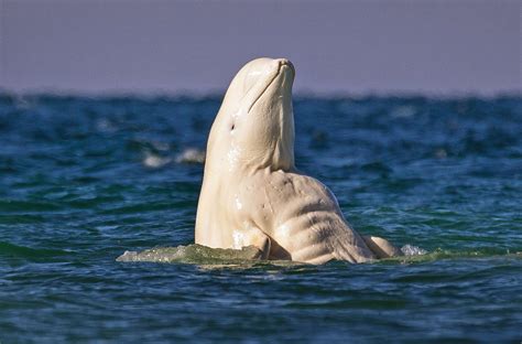 This strangely buff beluga whale has a better six pack than you | Metro News