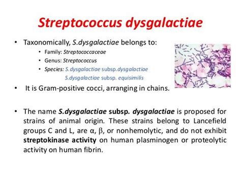 Other Gram-Positive Cocci - Bacterial Infections - AntiinfectiveMeds.com