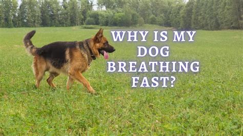 Dog Breathing Fast: Why is my Dog breathing Hard and Fast?