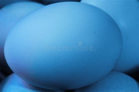 Blue chicken egg stock photo. Image of protein, product - 51053556