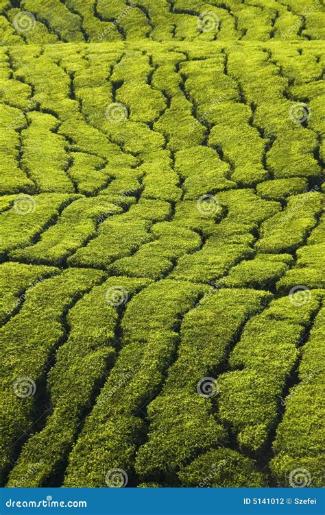 Tea plantation stock photo. Image of asia, agricultural - 5141012