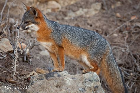 Santa Cruz Island Fox (Urocyon littoralis santacruzae) | Flickr