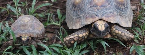 Volunteer at the Peru Amazon Wildlife Sanctuary