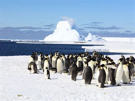 Where Do Emperor Penguins Live? (Habitat + Distribution) | Birdfact