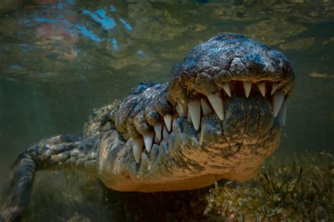 Today’s Large Crocodiles Were Created by Climate Change