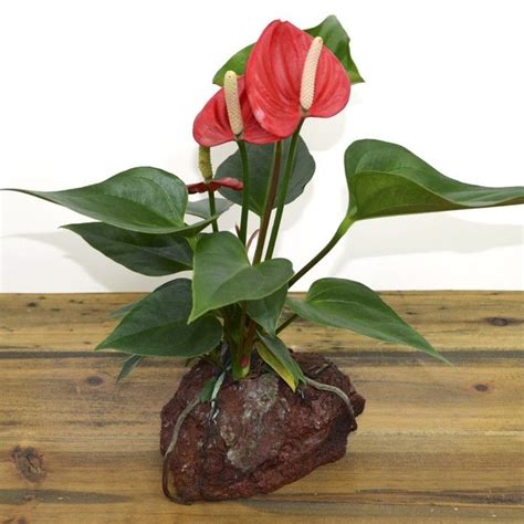 Square Online Store | Rock plants, Plants, Anthurium